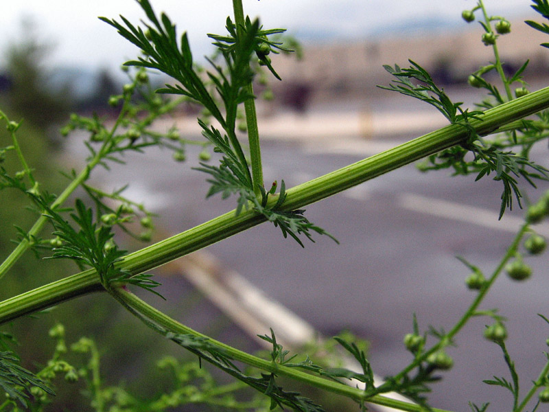 Artemisia annua / Assenzio annuale